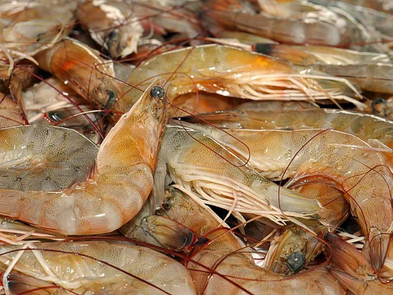 vbs-shrimps22